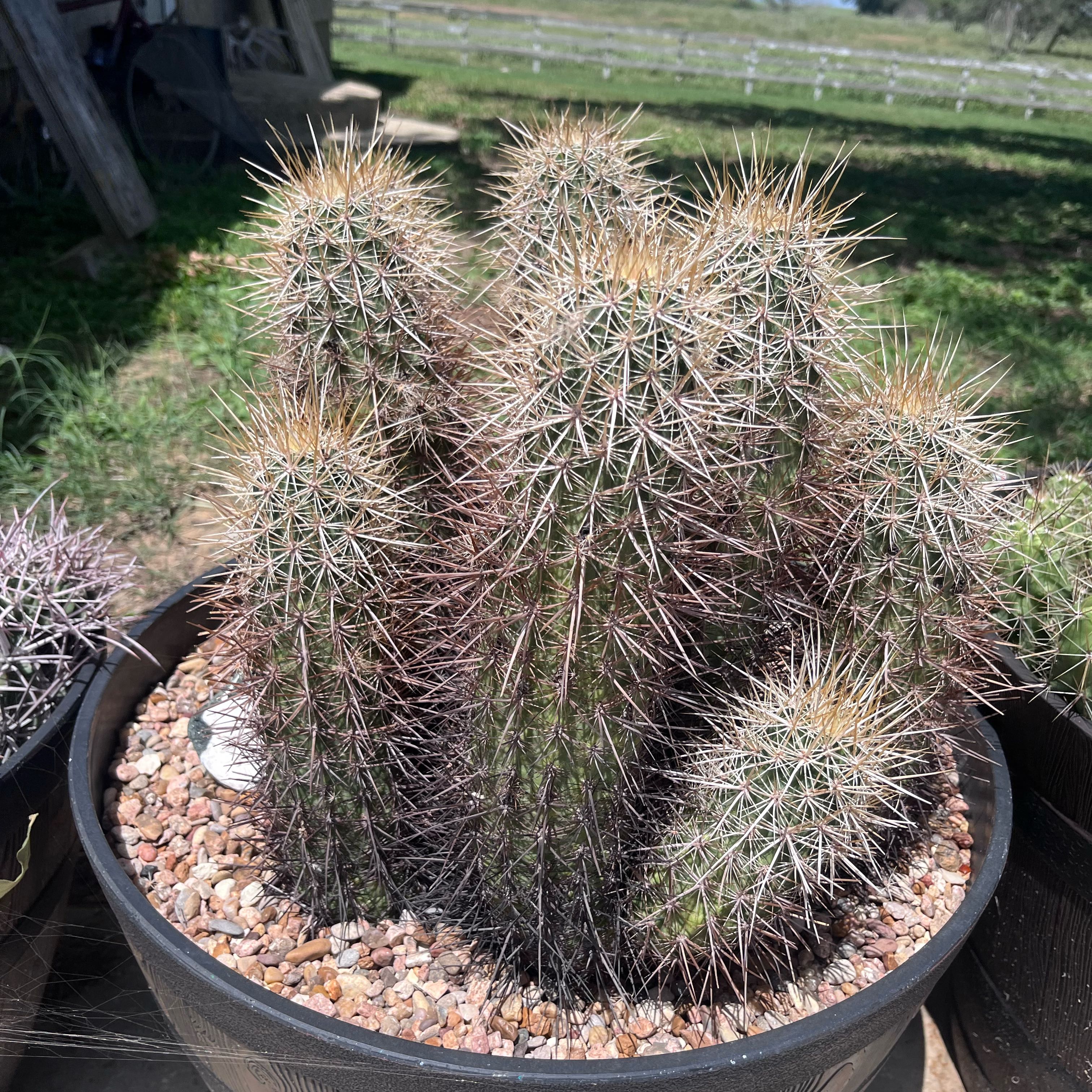 Photo of the plant species Nichol's Hedgehog Cactus by @ProSilverstripe named Minions on Greg, the plant care app