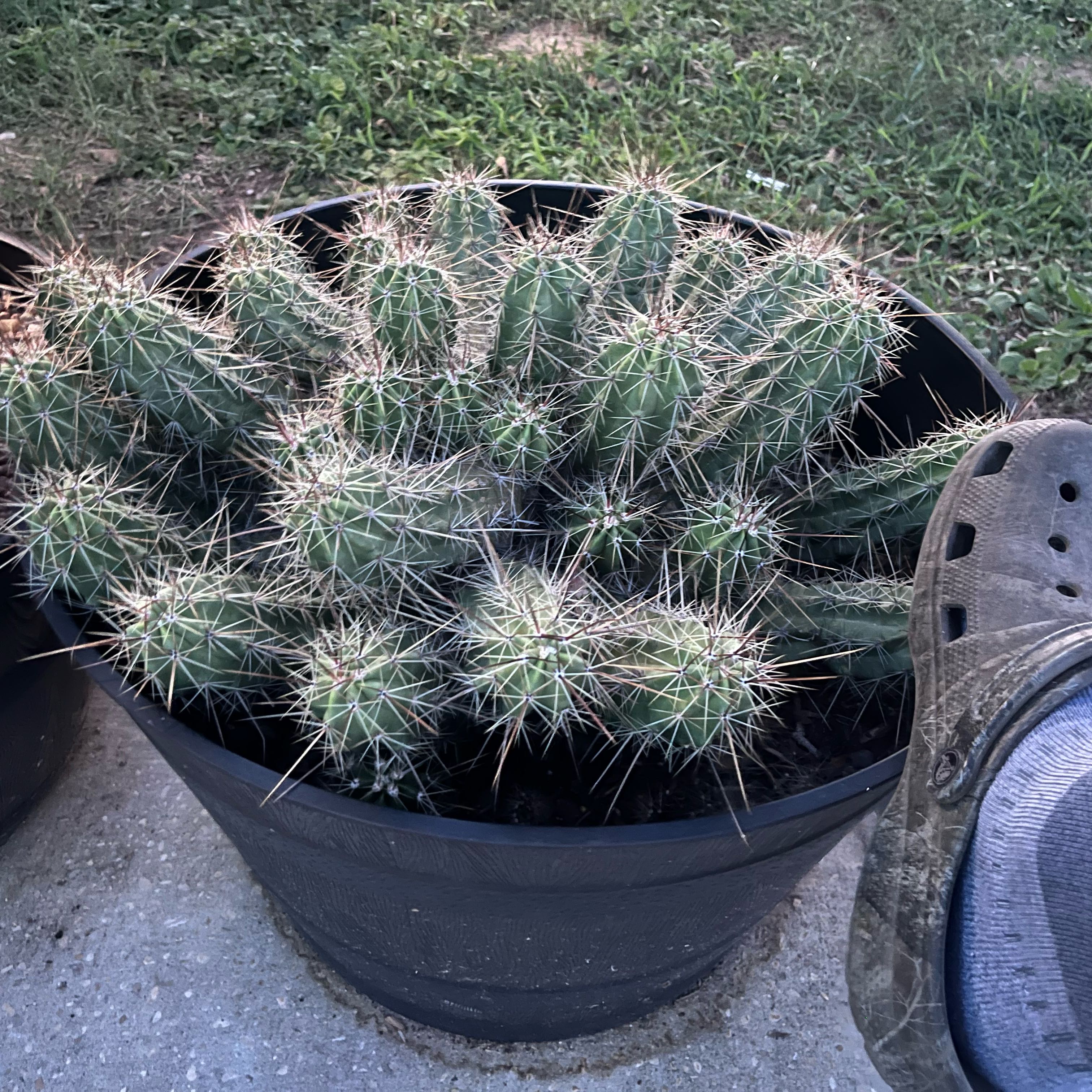 Photo of the plant species Banana Cactus by @ProSilverstripe named Queen on Greg, the plant care app