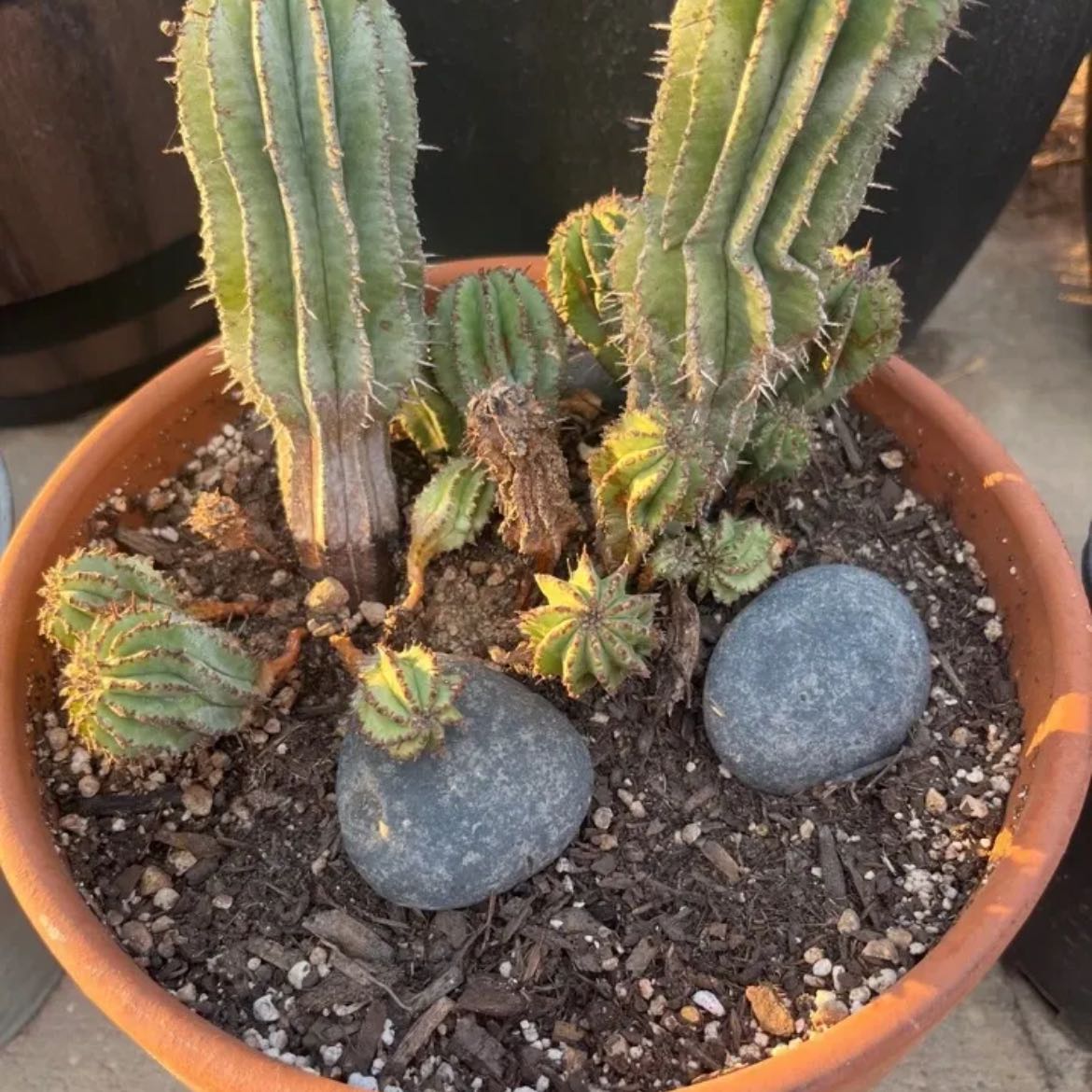 Photo of the plant species Euphorbia enopia by @ProSilverstripe named Oscar on Greg, the plant care app