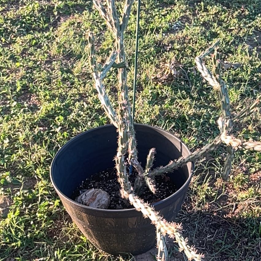 Photo of the plant species Buckhorn Cholla by @ProSilverstripe named Peter Parker on Greg, the plant care app