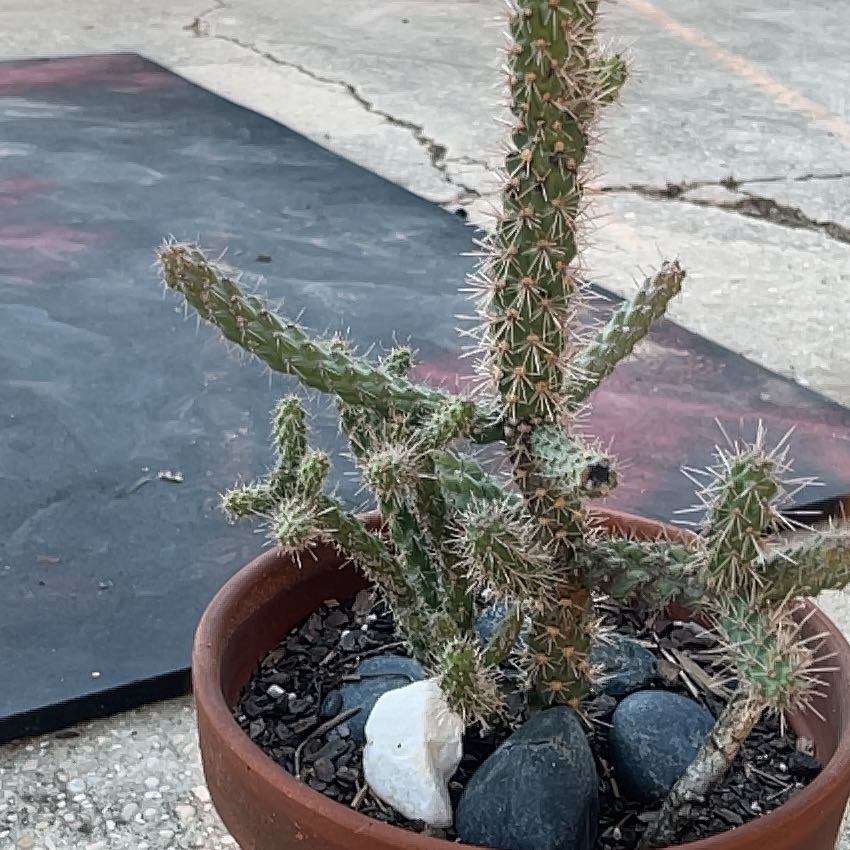 Photo of the plant species Cane Cholla by @ProSilverstripe named Sherlock on Greg, the plant care app