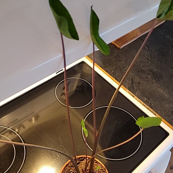 Photo of the plant species Coffee Cups by @ZanyBullmallow named Achilles on Greg, the plant care app