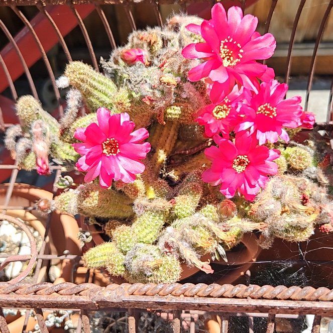 Photo of the plant species Mammillaria sheldonii by @MiracleCodiaeum named Luna on Greg, the plant care app