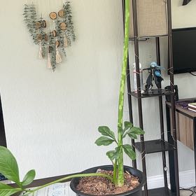 Photo of the plant species Elephant Foot Yam by @FineHairycowpea named LiloStitch on Greg, the plant care app
