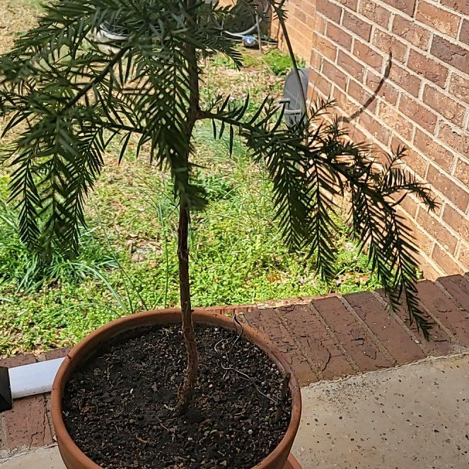 Photo of the plant species Coast Redwood 'Filoli' by @GrandRedwood named Naomi on Greg, the plant care app