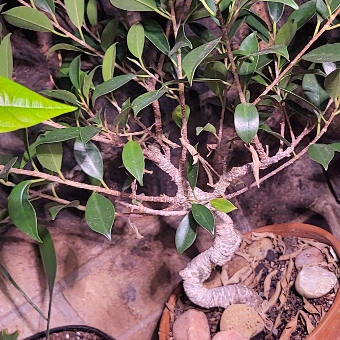 Photo of the plant species Ficus by @GrandRedwood named Elina on Greg, the plant care app