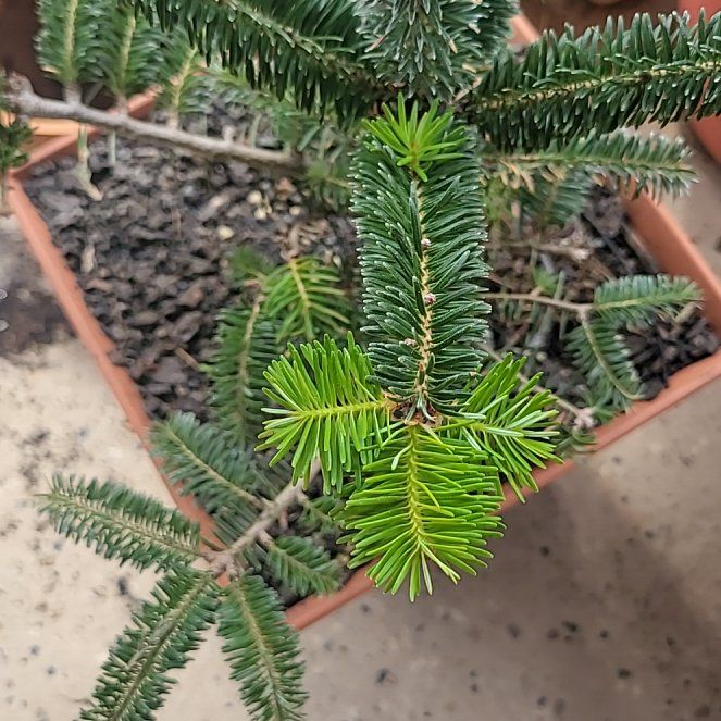 Photo of the plant species Fraser Fir by @GrandRedwood named Sherlock on Greg, the plant care app