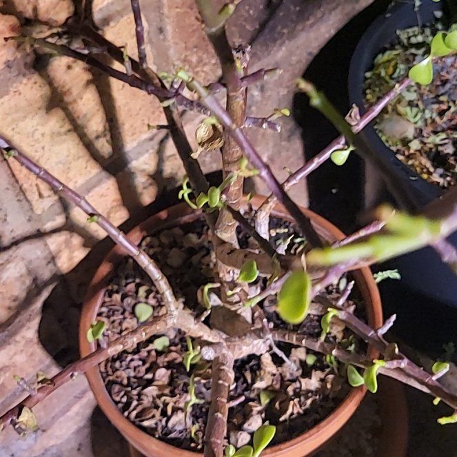 Photo of the plant species Dwarf Jade Plant 'Minima Lilliput' by @GrandRedwood named Terra on Greg, the plant care app