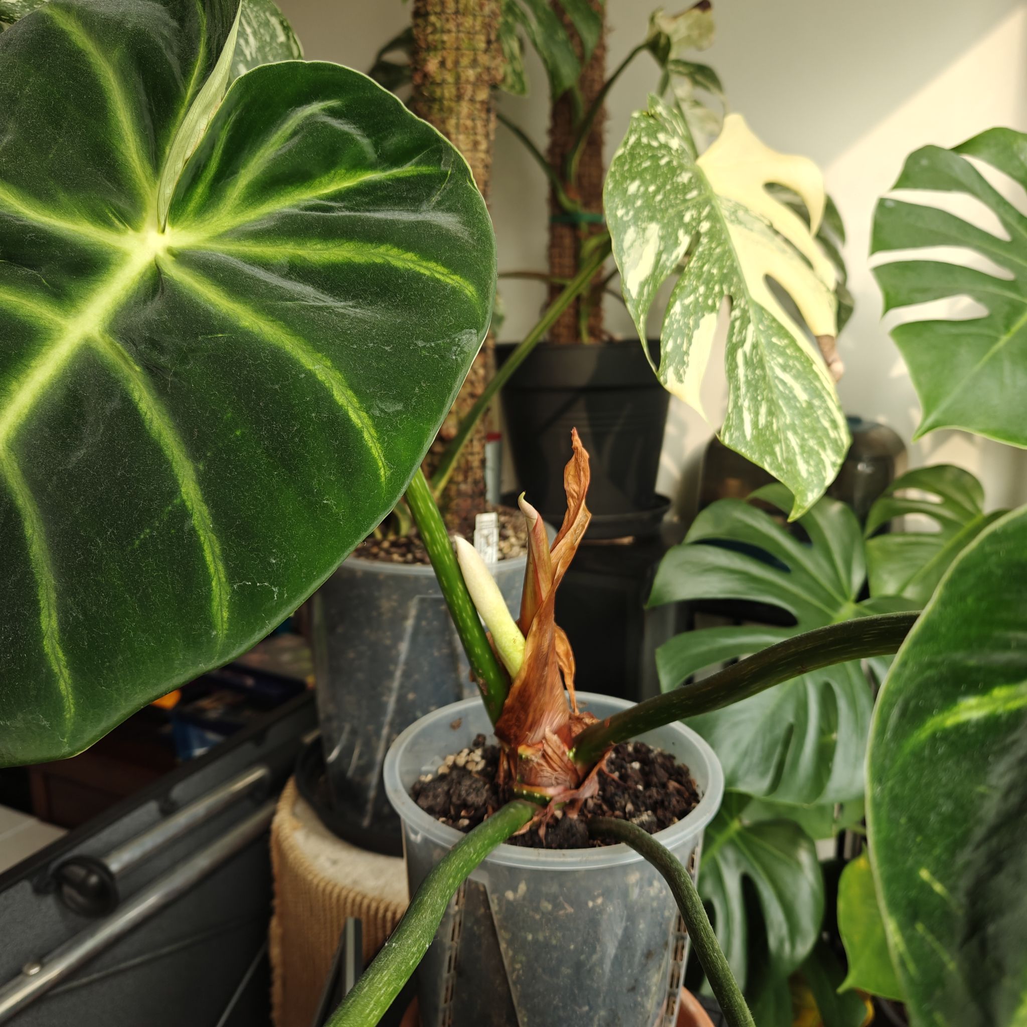 Photo of the plant species Philodendron luxurians by @AlertMontbretia named Muhammad Ali on Greg, the plant care app