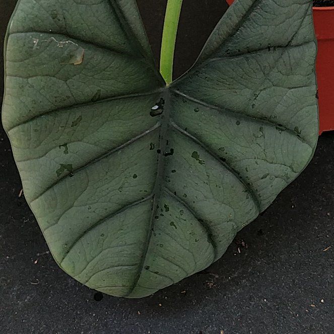 Photo of the plant species Nebula Elaine by @AlertMontbretia named Dolores on Greg, the plant care app