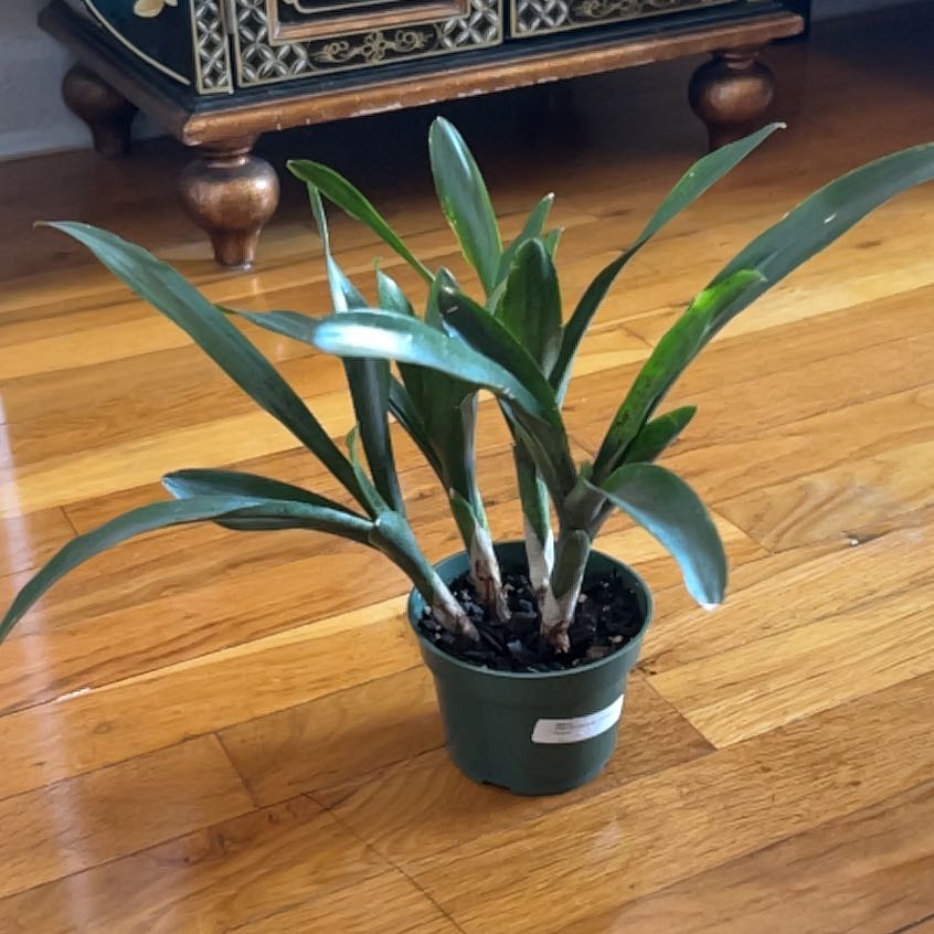 Photo of the plant species Neoregelia 'Magali' by @FitHairylettuce named Doja Cat on Greg, the plant care app