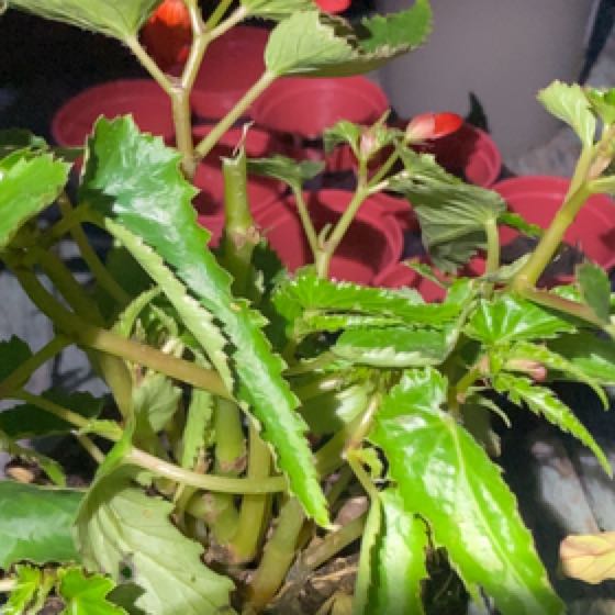 Photo of the plant species Trailing begonia by @Beckyalltimelow named Beegee on Greg, the plant care app