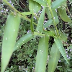 Photo of the plant species Grassleaf Spurge by @BullishRosemary named Kesha on Greg, the plant care app