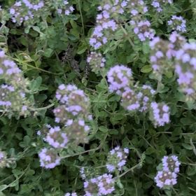Photo of the plant species Large Thyme by @BullishRosemary named Beckham on Greg, the plant care app