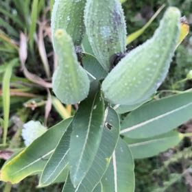 Photo of the plant species Asclepias Syriaca by @BullishRosemary named Foxxy on Greg, the plant care app