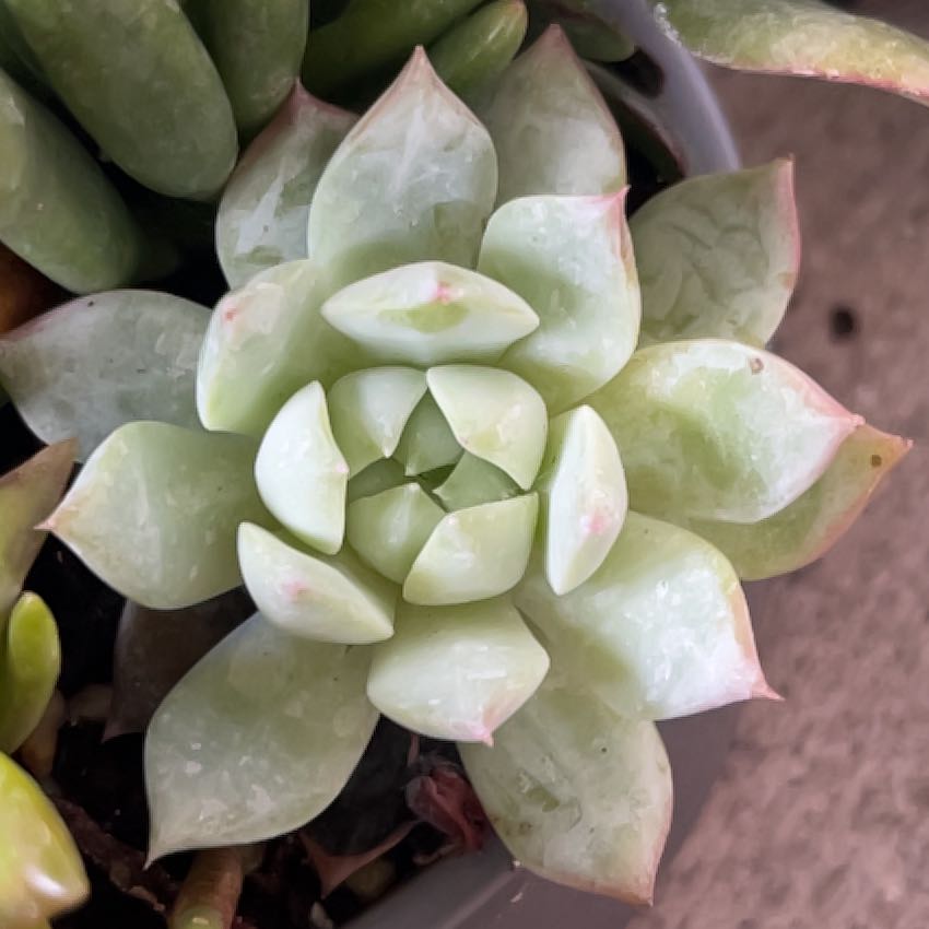 Photo of the plant species Graptoveria 'A Grim One' by @ModelEdgarsrush named Elle on Greg, the plant care app