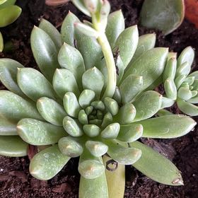 Photo of the plant species Pachyveria Spring Bouquet by @ModelEdgarsrush named Pachyveria spring bouquet on Greg, the plant care app