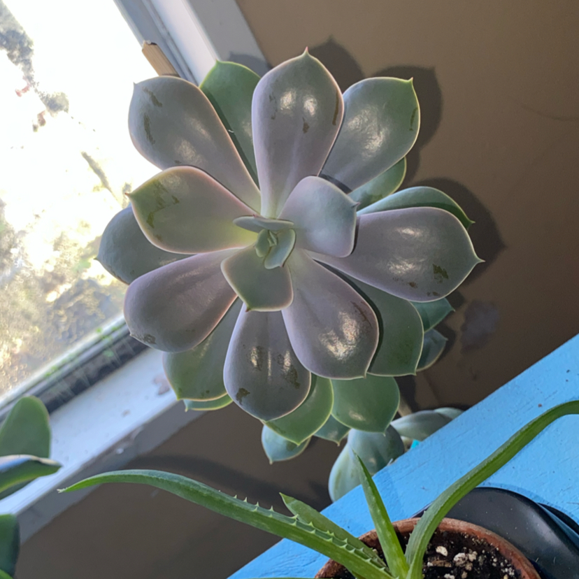 Photo of the plant species Echeveria 'Cream Puff' by @RadRussianvine named Lavender jr on Greg, the plant care app