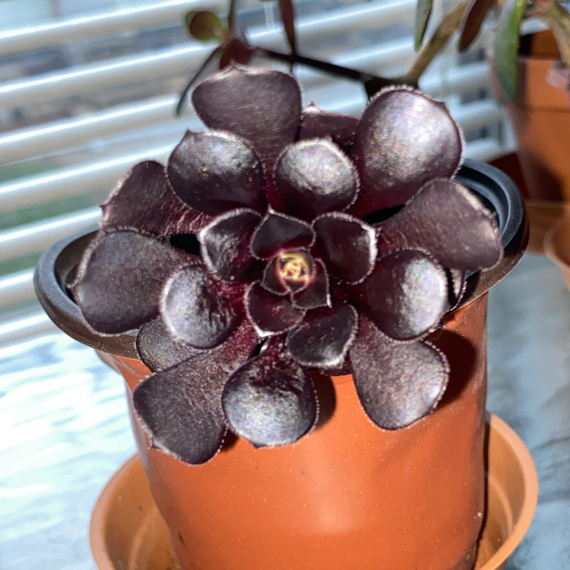 Photo of the plant species Black Rose by @RadRussianvine named Oscar on Greg, the plant care app