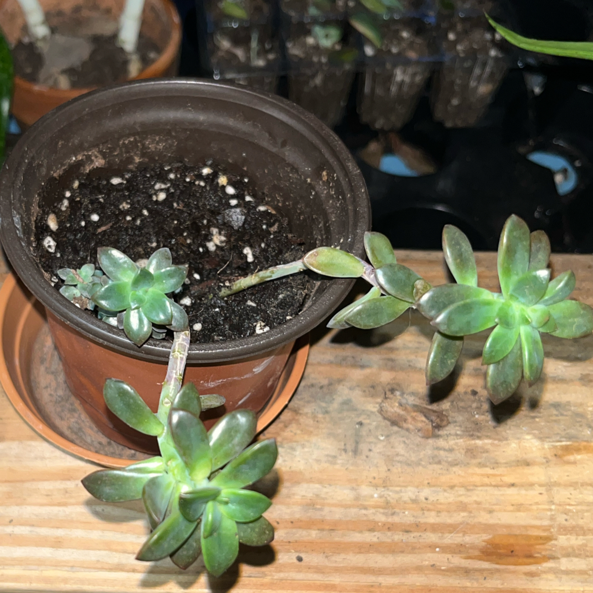 Photo of the plant species Solar Flare by @RadRussianvine named Boo 👻 on Greg, the plant care app