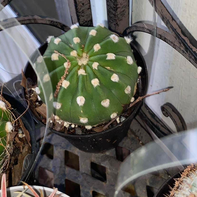 Photo of the plant species Domino Cactus by @RadRussianvine named Flo on Greg, the plant care app