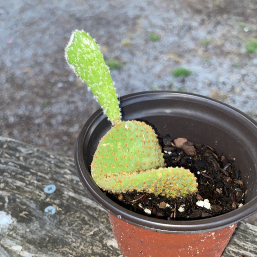 Photo of the plant species Waffle Cactus by @RadRussianvine named Jay on Greg, the plant care app
