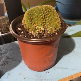 Photo of the plant species Waffle Cactus by @RadRussianvine named Bee on Greg, the plant care app