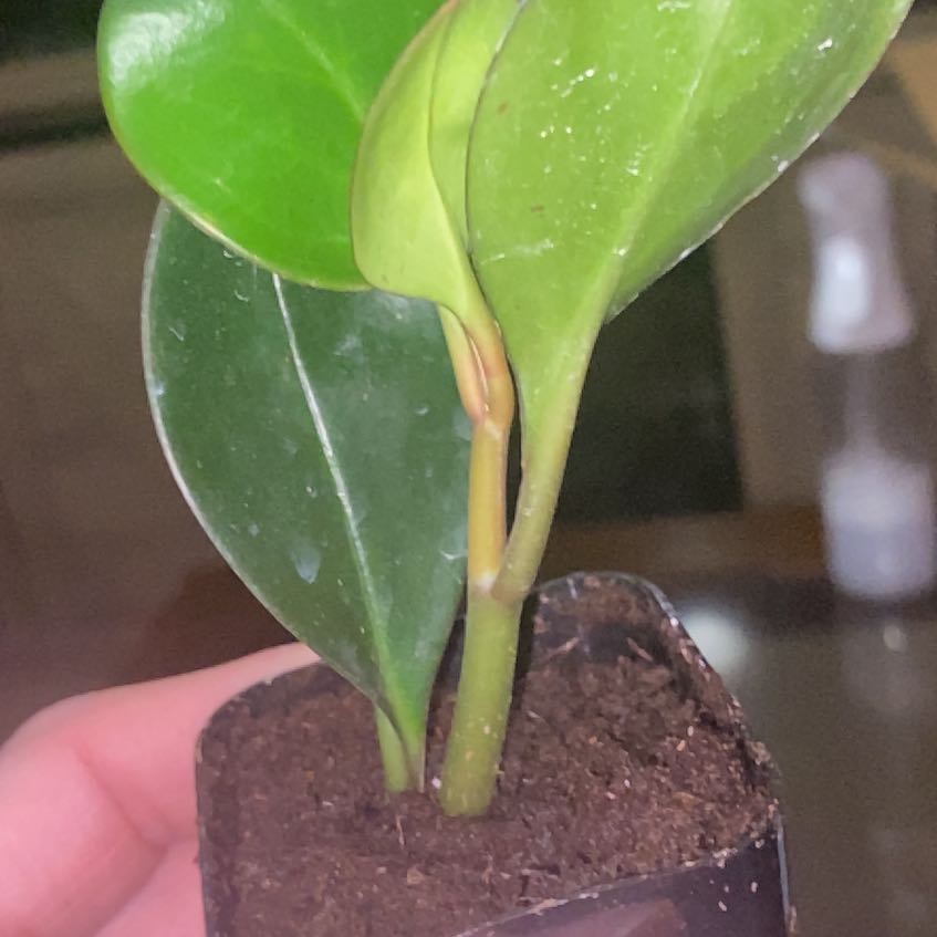 Photo of the plant species Karaka by @RadRussianvine named Francine on Greg, the plant care app