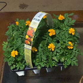 Photo of the plant species Marigold by @RadRussianvine named Banana 🍌 on Greg, the plant care app