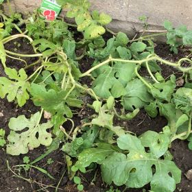 Photo of the plant species Jubilee Watermelon by @GuaranteedApple named Dax on Greg, the plant care app