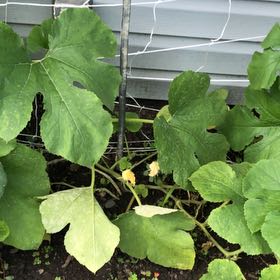 Photo of the plant species Squash by @GuaranteedApple named Gregarious on Greg, the plant care app