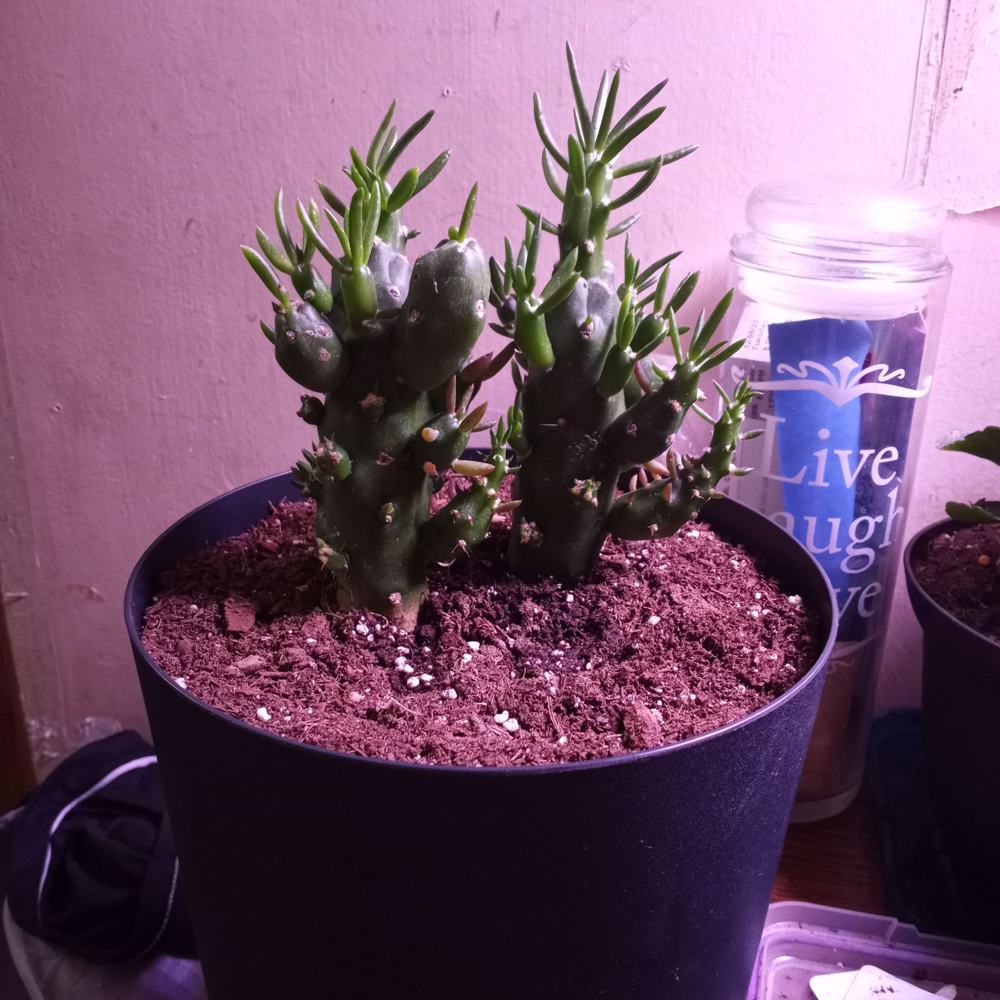 Photo of the plant species Crested eve's needle by @docwife142 named Adam & Eve on Greg, the plant care app