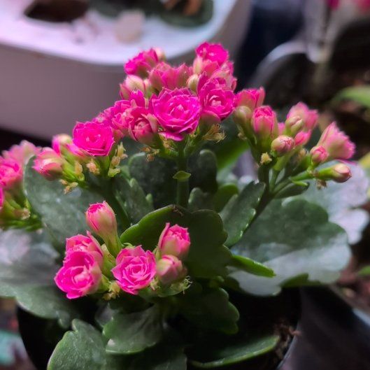 Photo of the plant species Kalanchoe blossfeldiana 'Pink' by @docwife142 named Jessica on Greg, the plant care app
