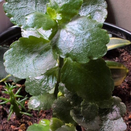 Photo of the plant species Kalanchoe blossfeldiana 'Red' by @docwife142 named Dayna on Greg, the plant care app
