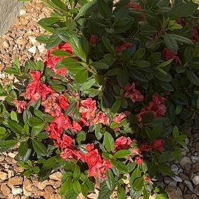 Photo of the plant species Encore Autumn Embers Azalea by @ManlySpinysenna named Ronaldo on Greg, the plant care app