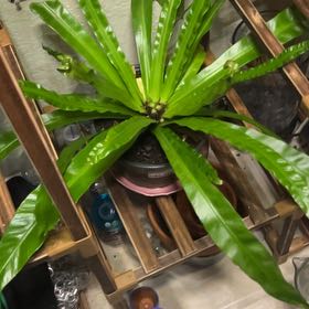 Photo of the plant species Chrissy Fern by @jaaxpod named Hemingway on Greg, the plant care app
