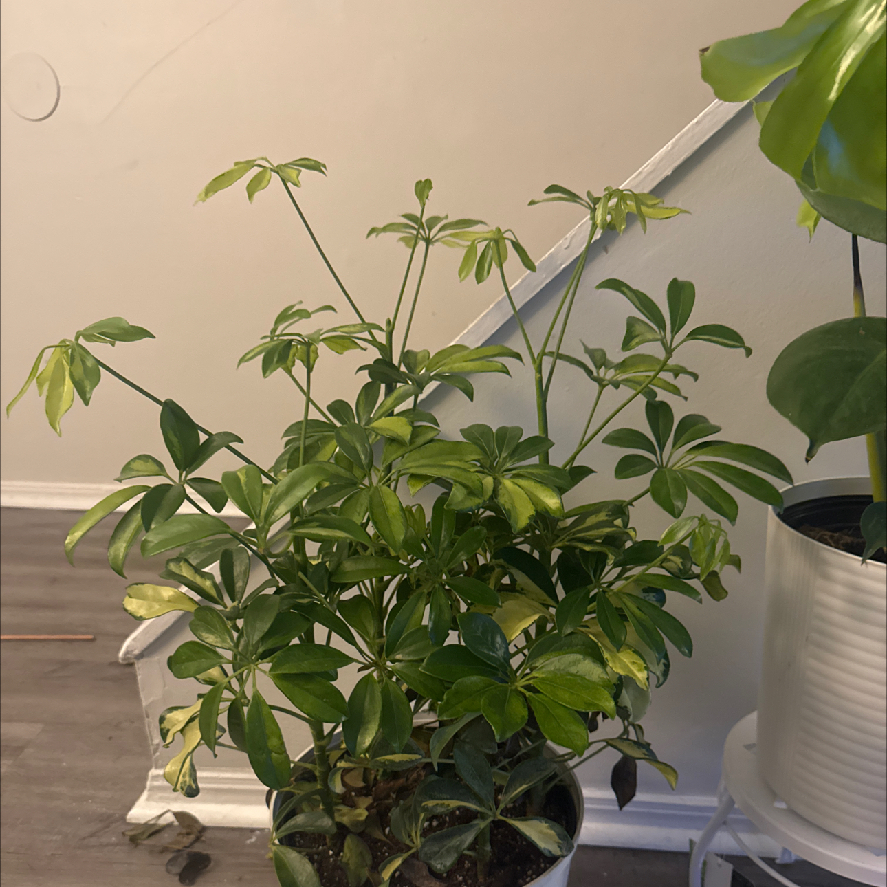 Photo of the plant species Variegated Umbrella Plant by @RichBeachalmond named Gemini on Greg, the plant care app