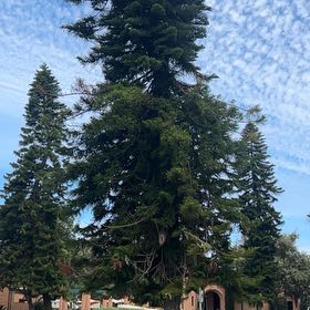 Photo of the plant species Noble Fir by @FacileJellycup named Winston on Greg, the plant care app