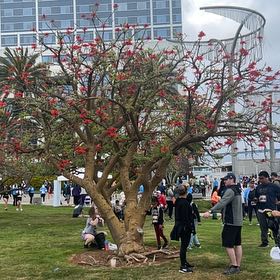 Photo of the plant species Shaving Brush Tree by @FacileJellycup named Harry on Greg, the plant care app