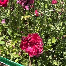 Photo of the plant species Persian Buttercup by @FacileJellycup named Leaf Erickson on Greg, the plant care app