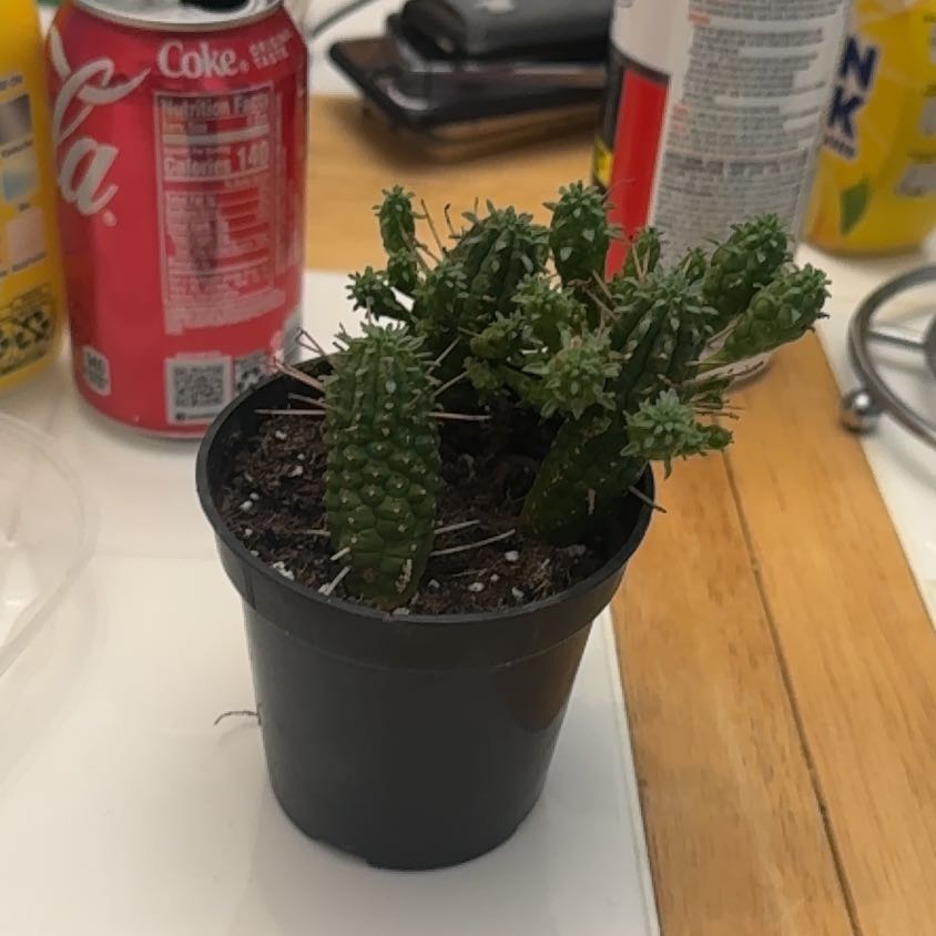 Photo of the plant species Corncob Cactus by @ModelLilliput named George on Greg, the plant care app