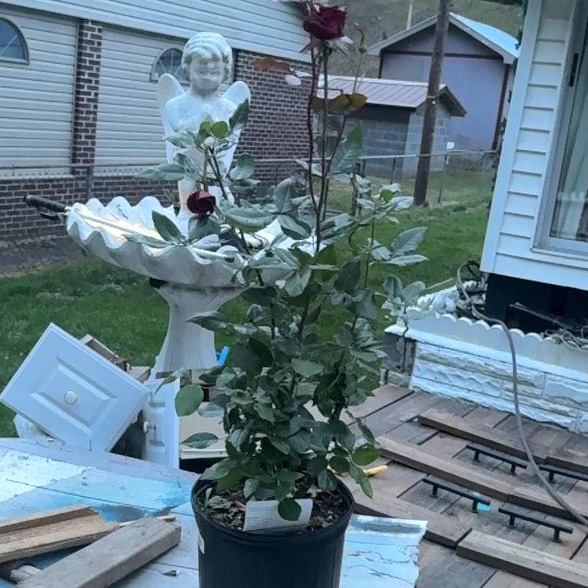 Photo of the plant species Hybrid Tea Rose by @ModelLilliput named Drake on Greg, the plant care app