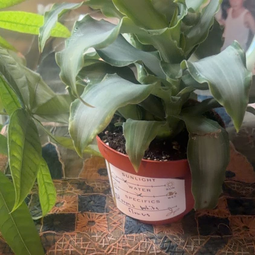 Photo of the plant species Bright Star Murdannia by @FastVaccaria named Spike Leaves on Greg, the plant care app