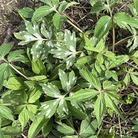 Photo of the plant species Prairie Trillium by @kaylen named Foxxy on Greg, the plant care app