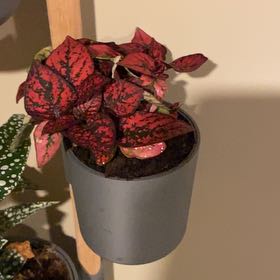 Photo of the plant species Red Splash Plant by Ryan named Ulysses S Plant on Greg, the plant care app