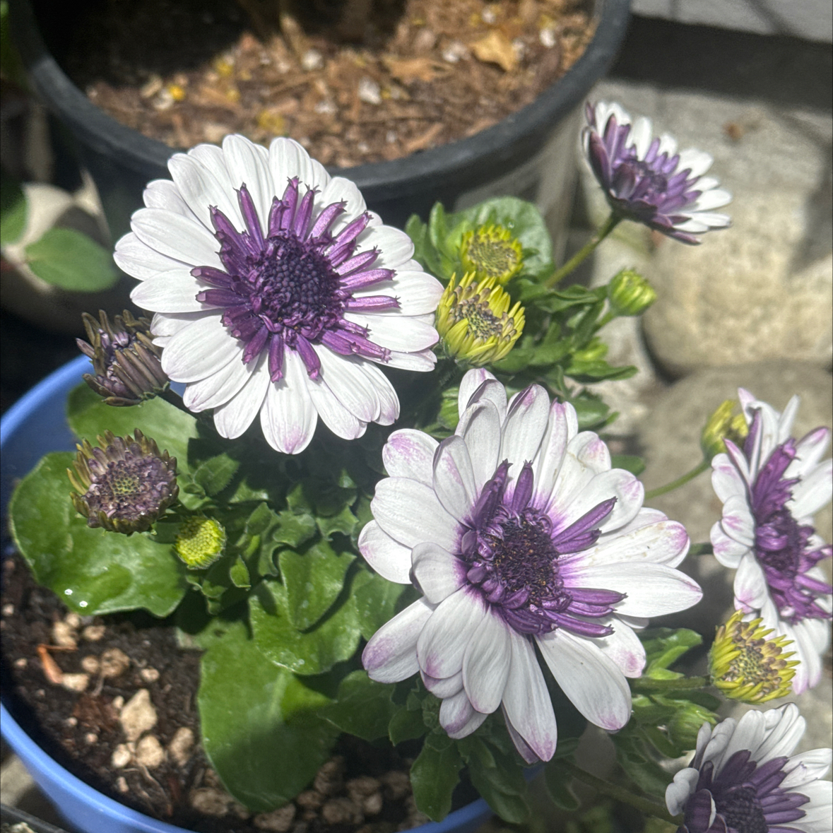 Photo of the plant species Osteospermum 4DTM by @auroratychen named Amethyst on Greg, the plant care app