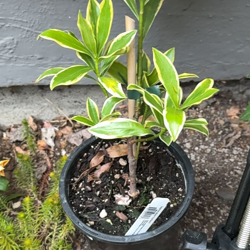 Photo of the plant species Variegated Winter Daphne by @auroratychen named Daphne on Greg, the plant care app
