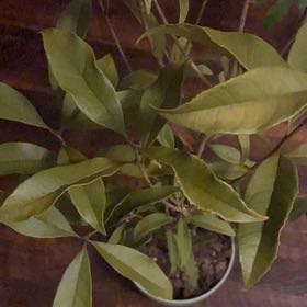 Photo of the plant species Osmanthus by @auroratychen named Gregarious on Greg, the plant care app