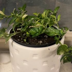 Photo of the plant species Variegated Peppermint by @auroratychen named Peppy on Greg, the plant care app