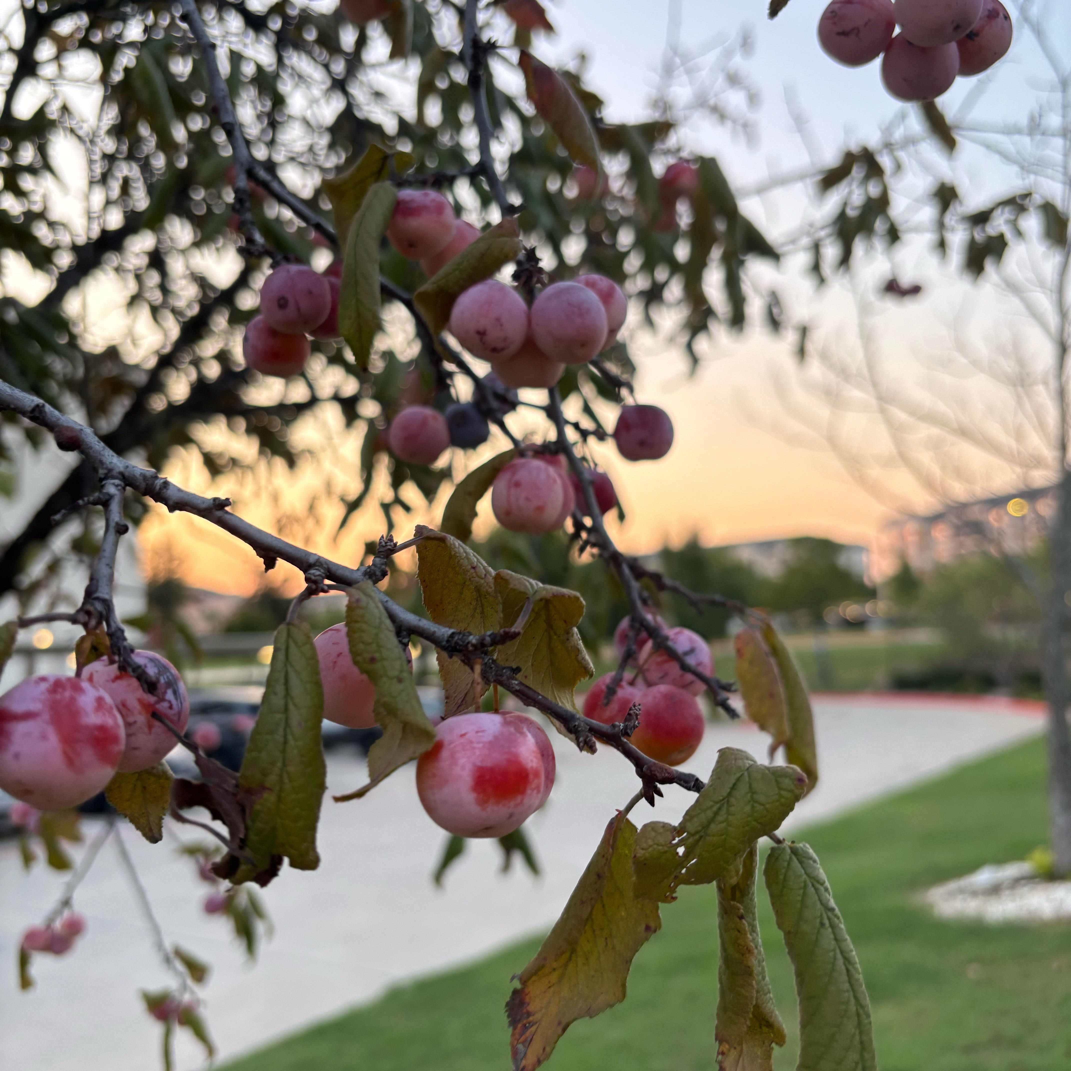 Photo of the plant species American Plum by @ClearLorinseria named Planty on Greg, the plant care app
